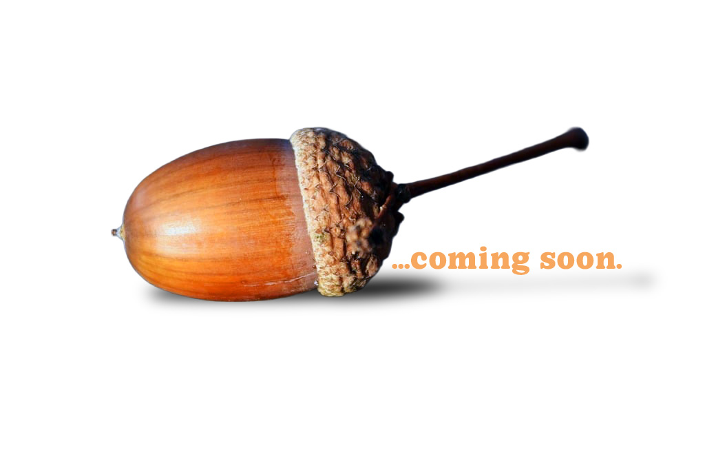 42 Squirrels: Coming Soon!